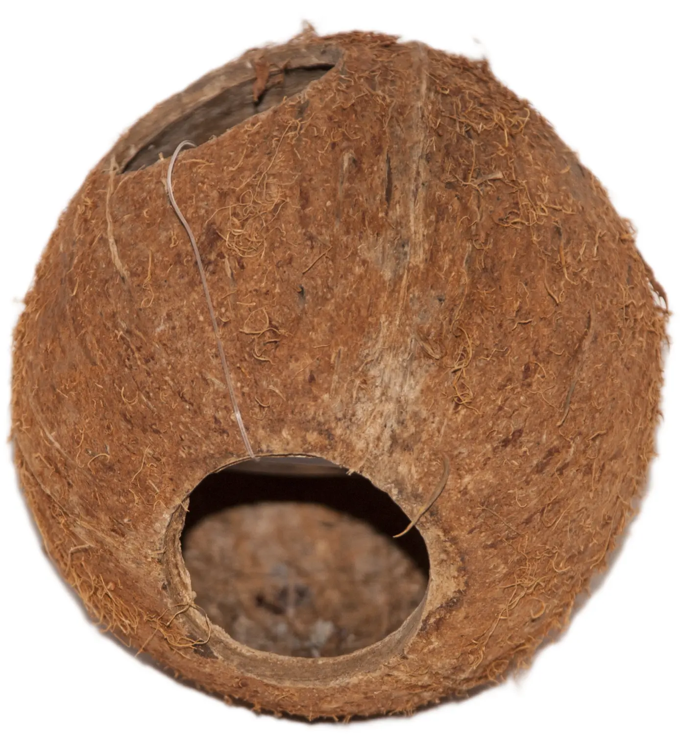 Кокос целый большой с отверстием, шт