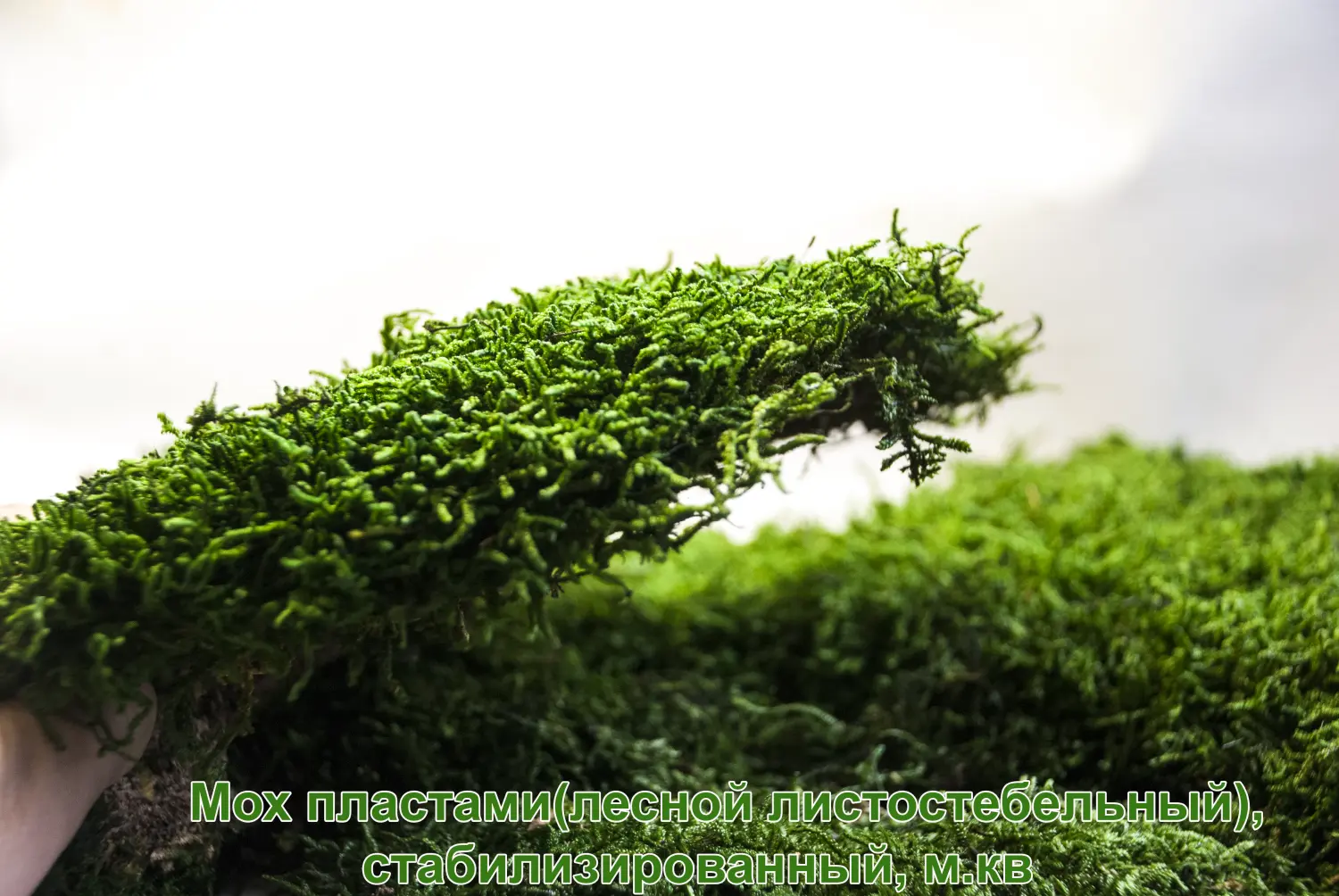 Мох пластами(лесной листостебельный), стабилизированный, м.кв 