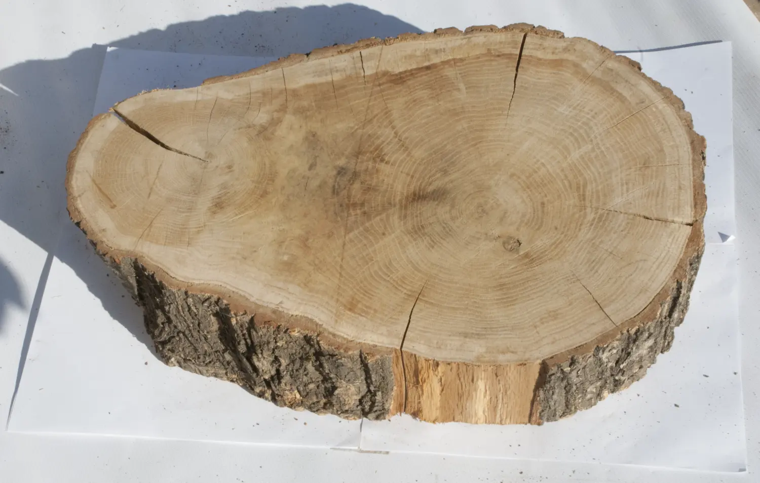 Спил дуб шлифовка СДШ1, (Ø 40-50см, h 8-10см), шт