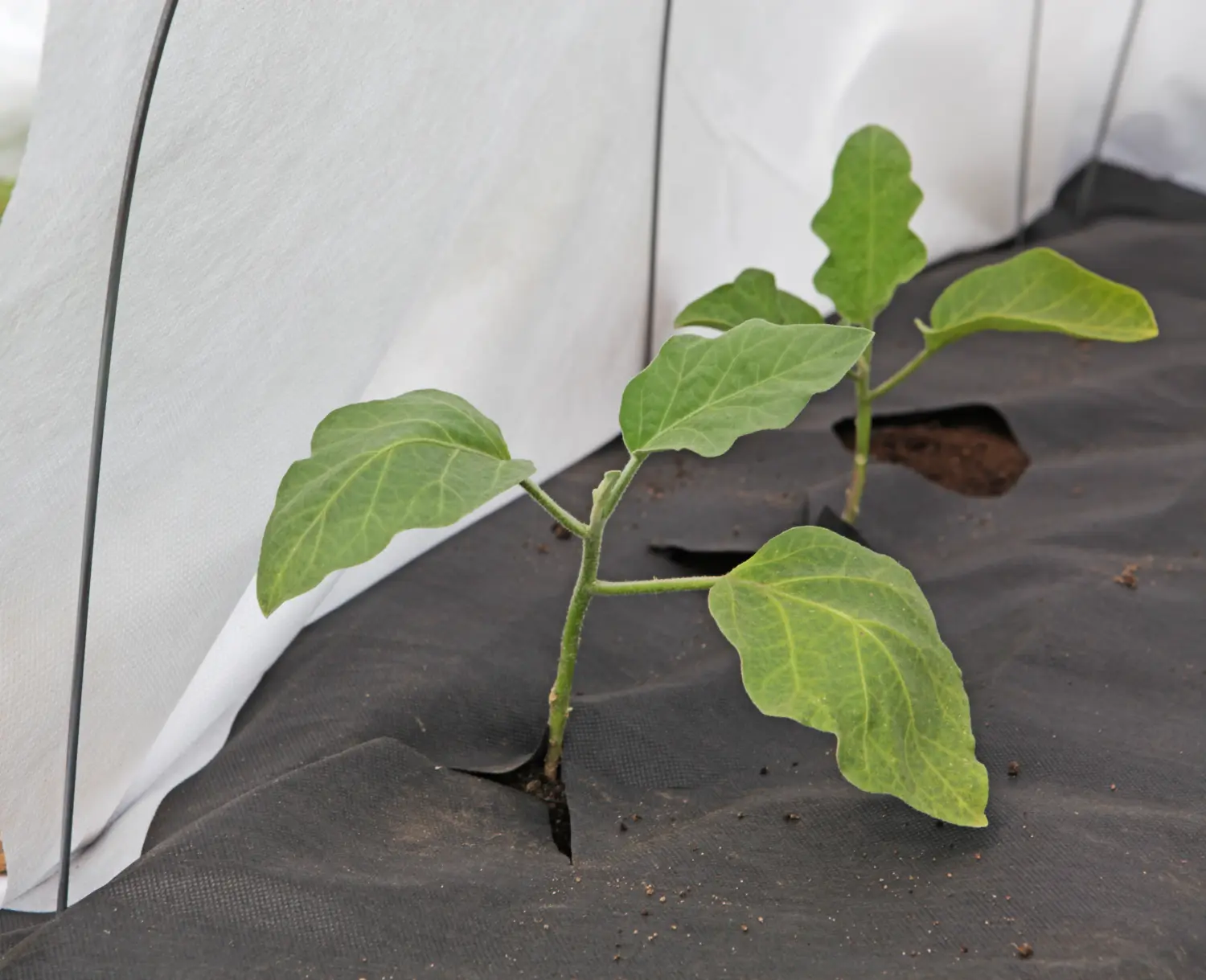 Агротекс Белый 60, 3,2*200 м, рул