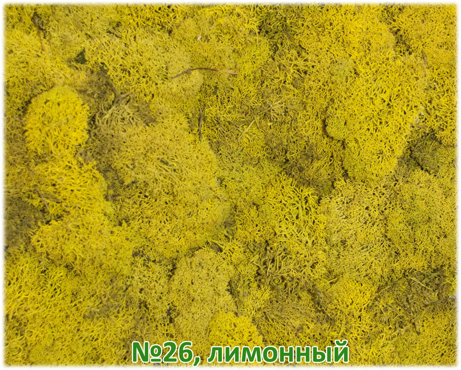 Мох стабилизированный №26 лимонный, 30*40 см, пак