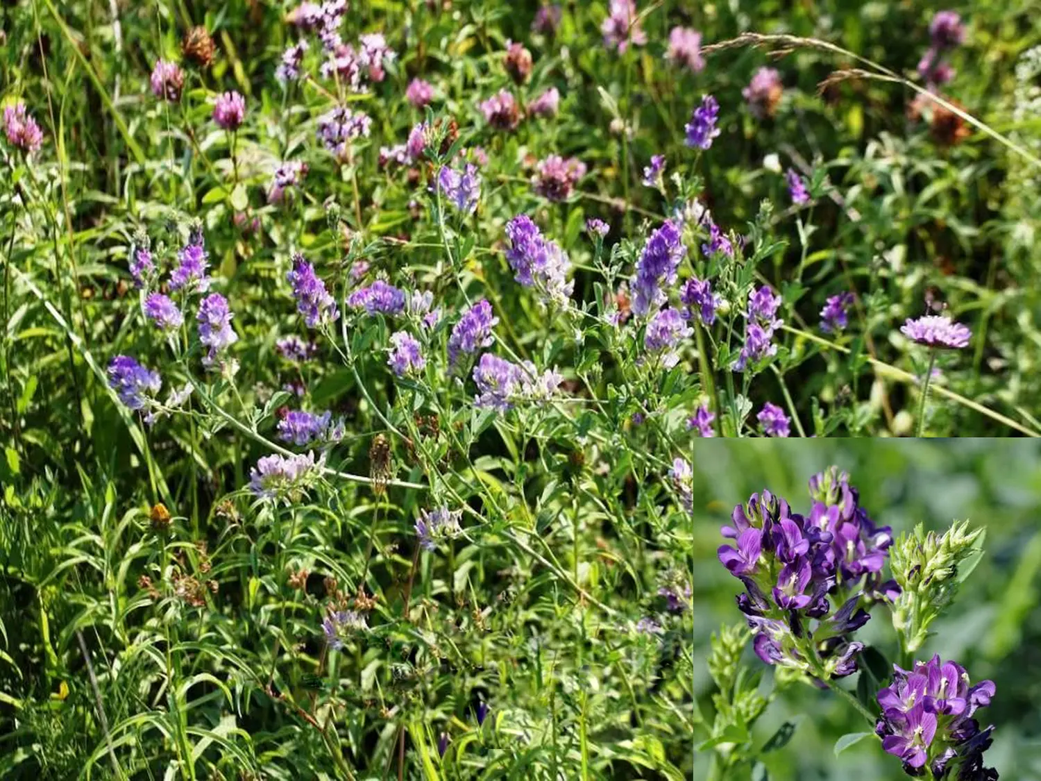 Сидерат Люцерна, 0,5 кг