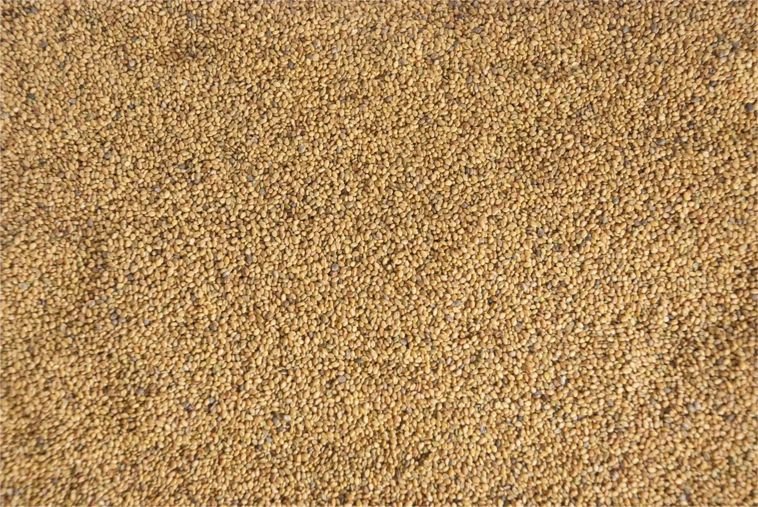 Сидерат Донник белый, 0,5 кг