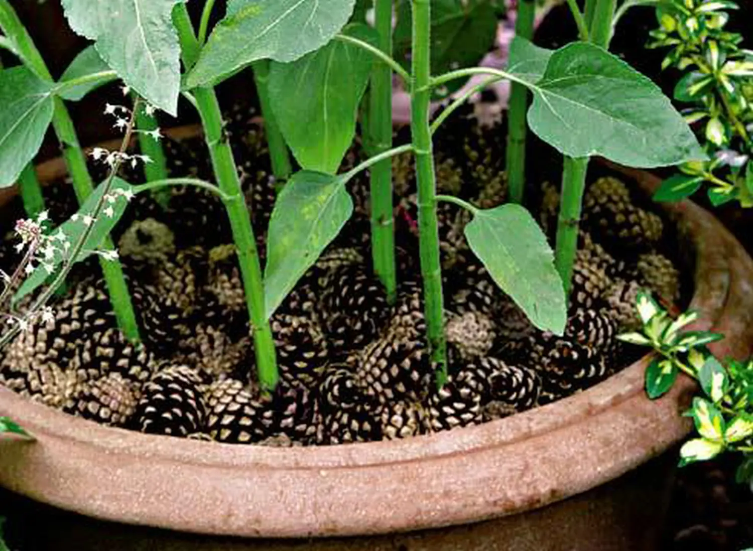 Шишки сосновые мелкие (600-800 шт), 60 л