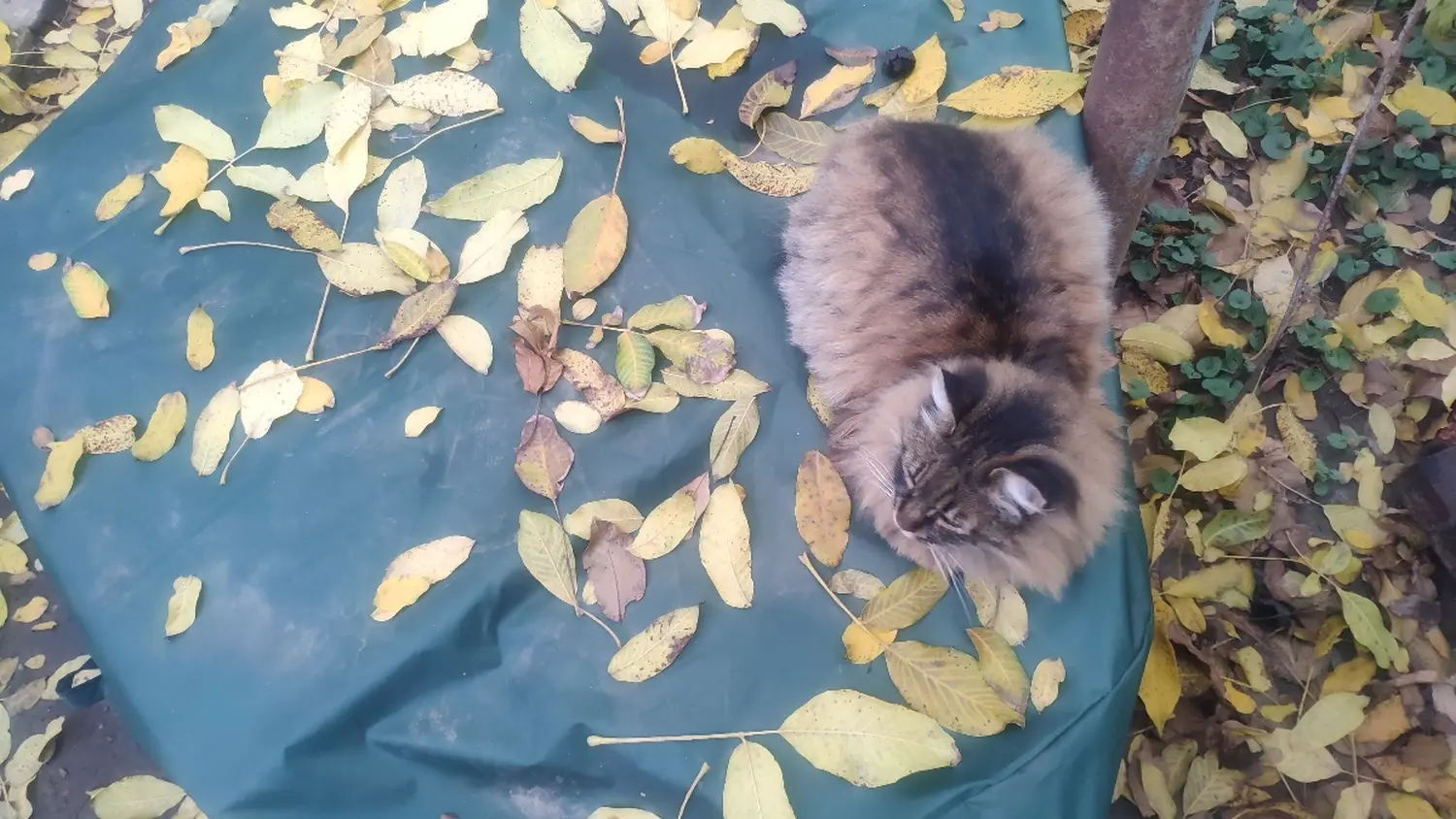 Чехол на костровую чашу 800 мм