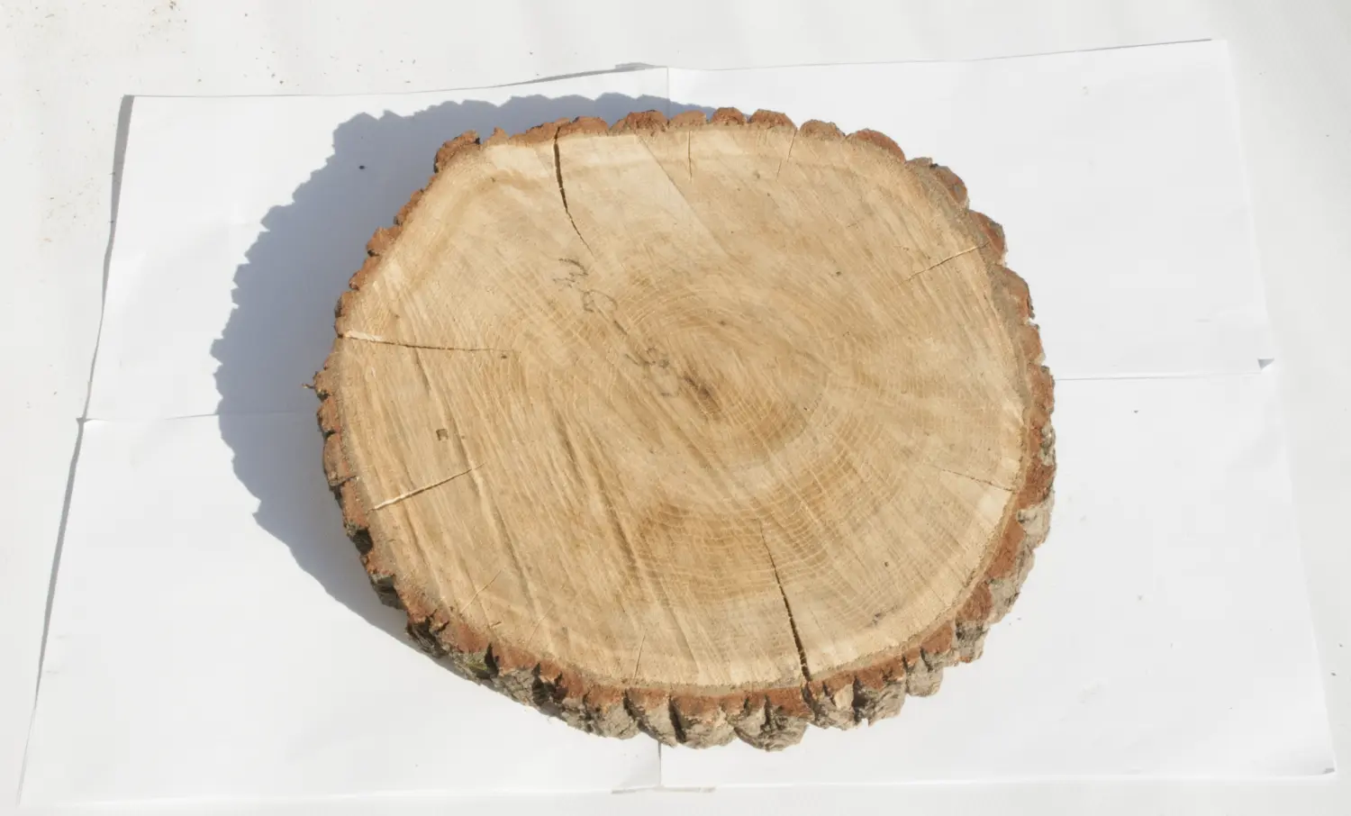 Спил дуб шлифовка СДШ1, (Ø 30-35см, h 3см), шт