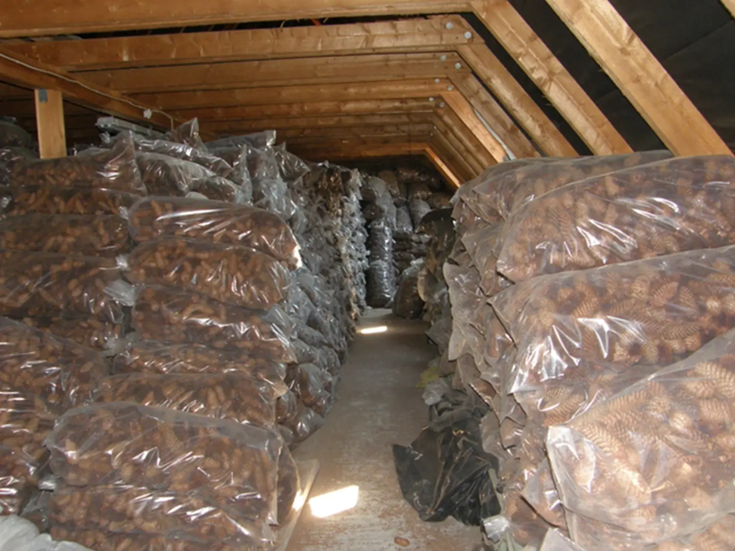 Шишки еловые (200-240 шт), 60 л