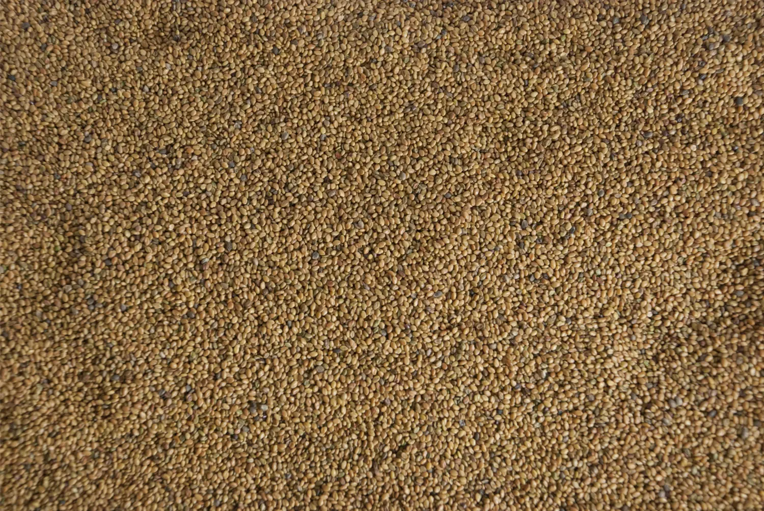 Сидерат Донник желтый, 0,5 кг