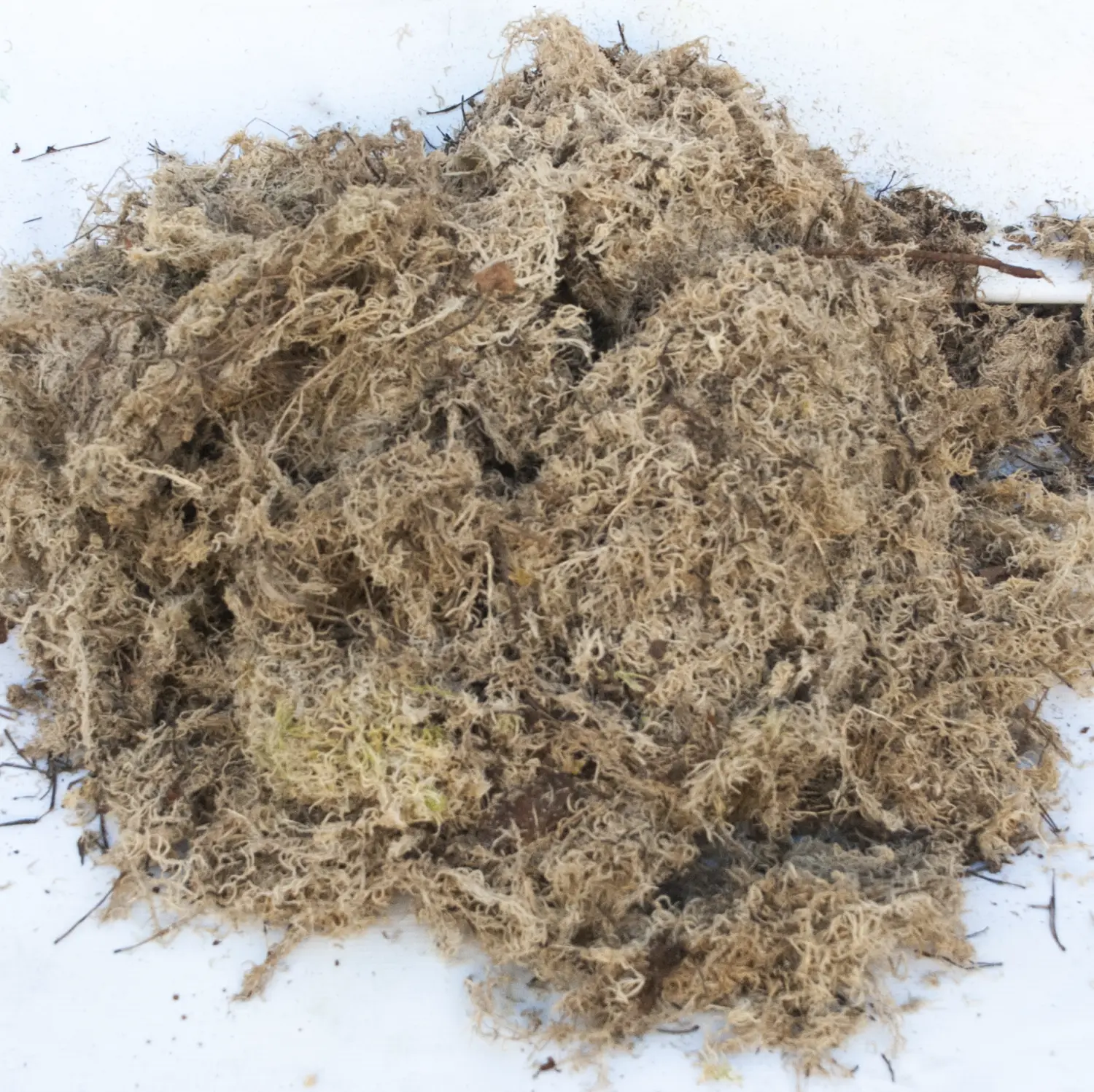 Мох болотный сфагнум, 60 л, меш