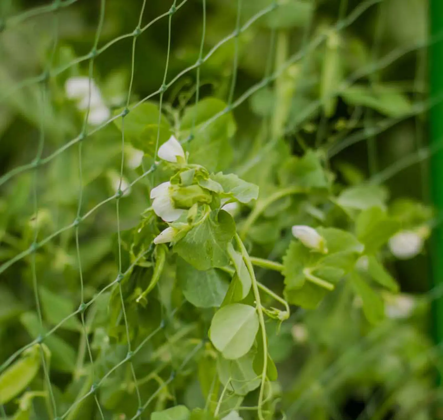 Сетка для гороха, ячея 45*45 мм, 1 x 6 м, хаки(зеленый), уп