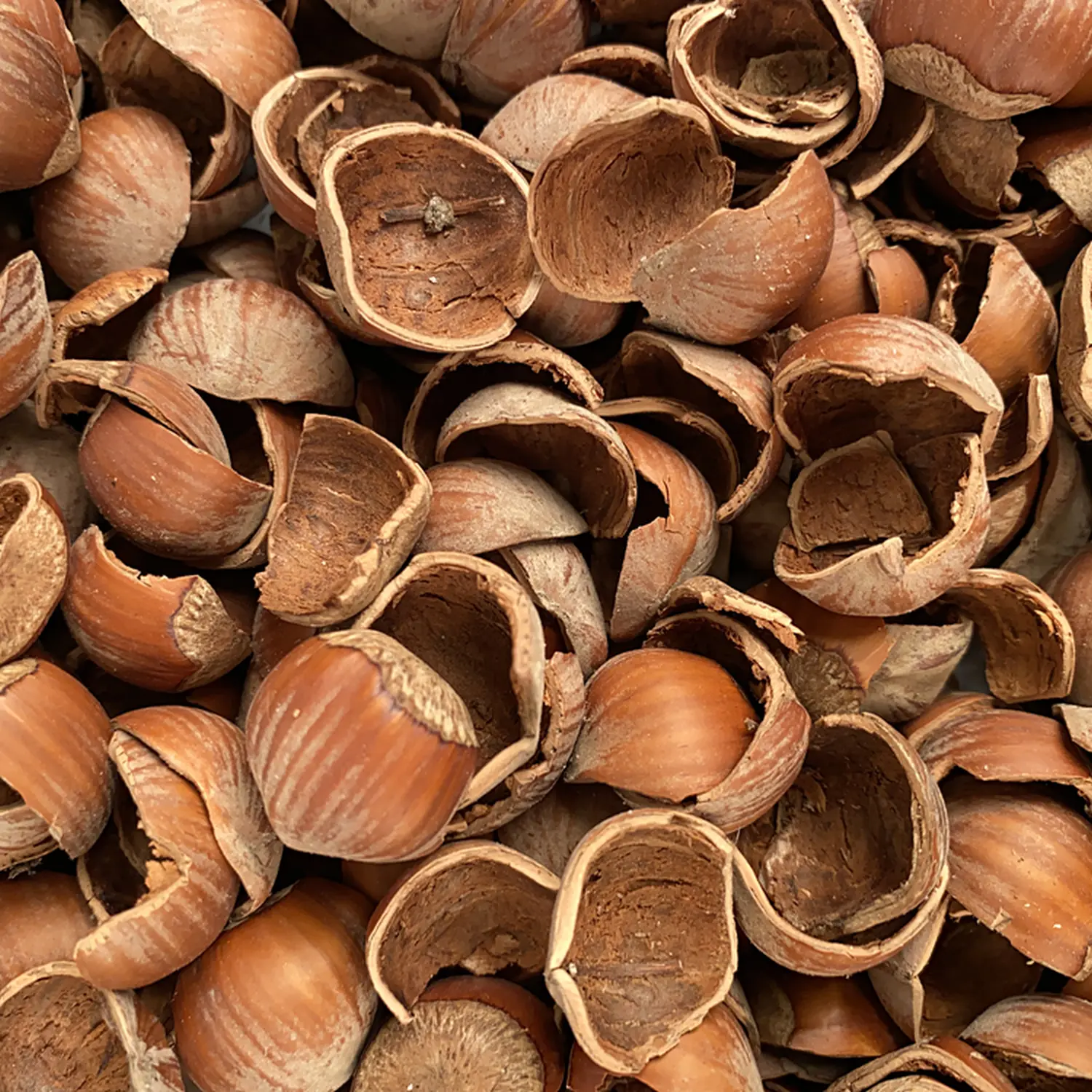 Скорлупа фундука (лесного ореха, лещины), 60 л