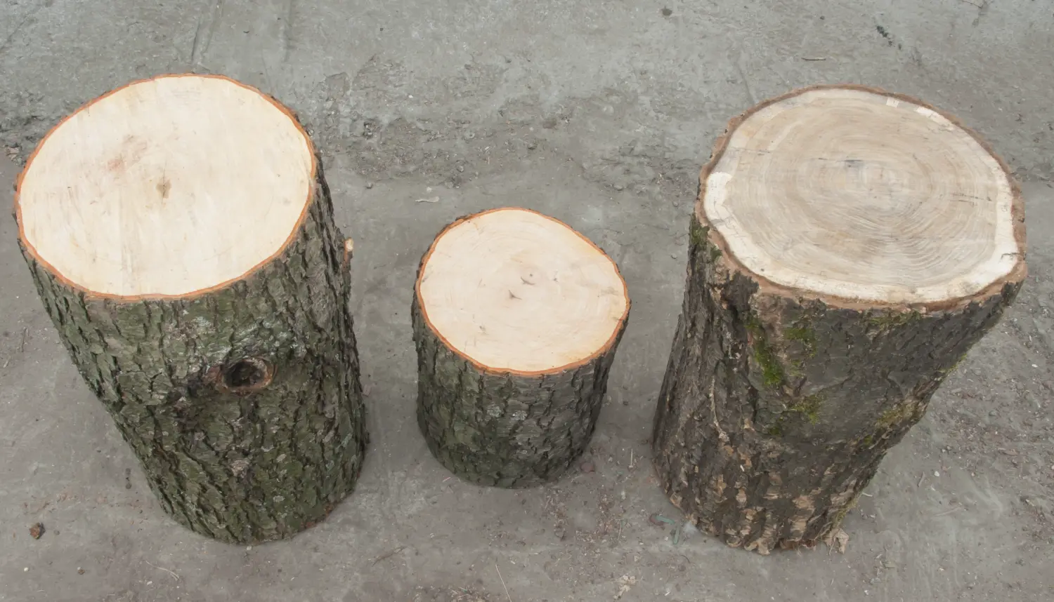 Чурбак дубовый, Ø 20-25, h 30 см