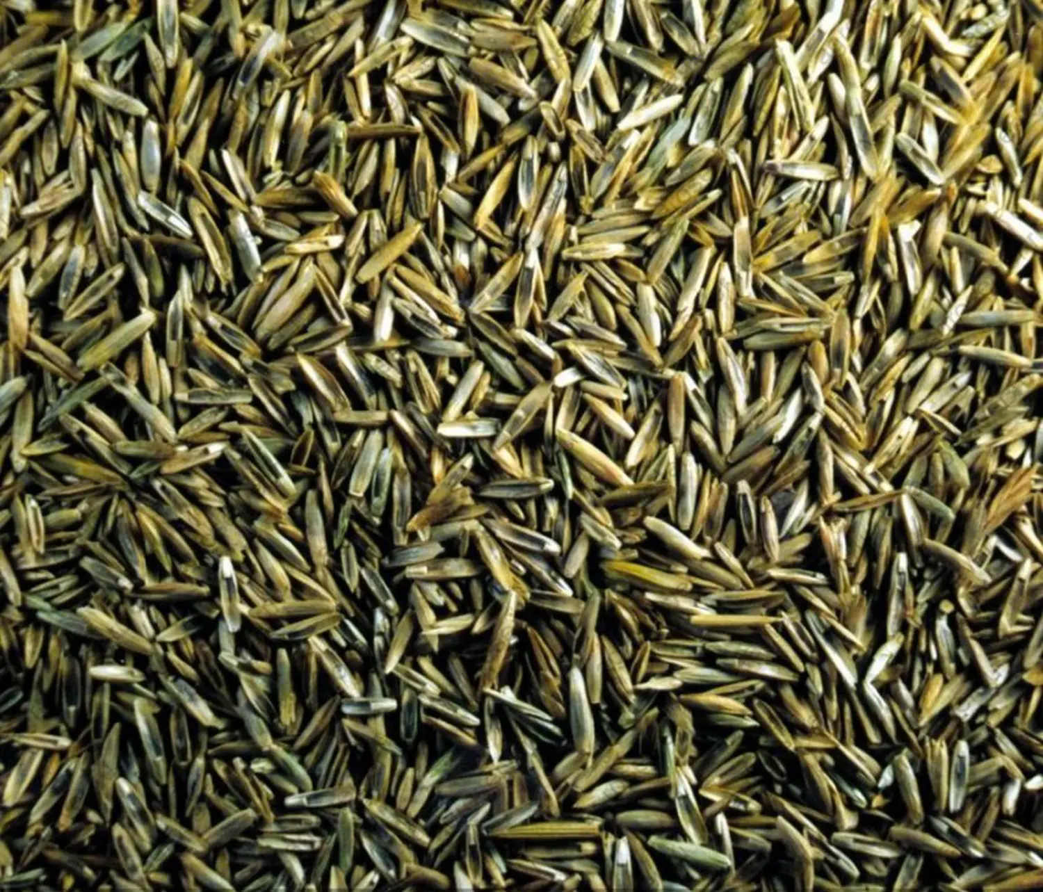 Трава Мятлик луговой, 1,0 кг