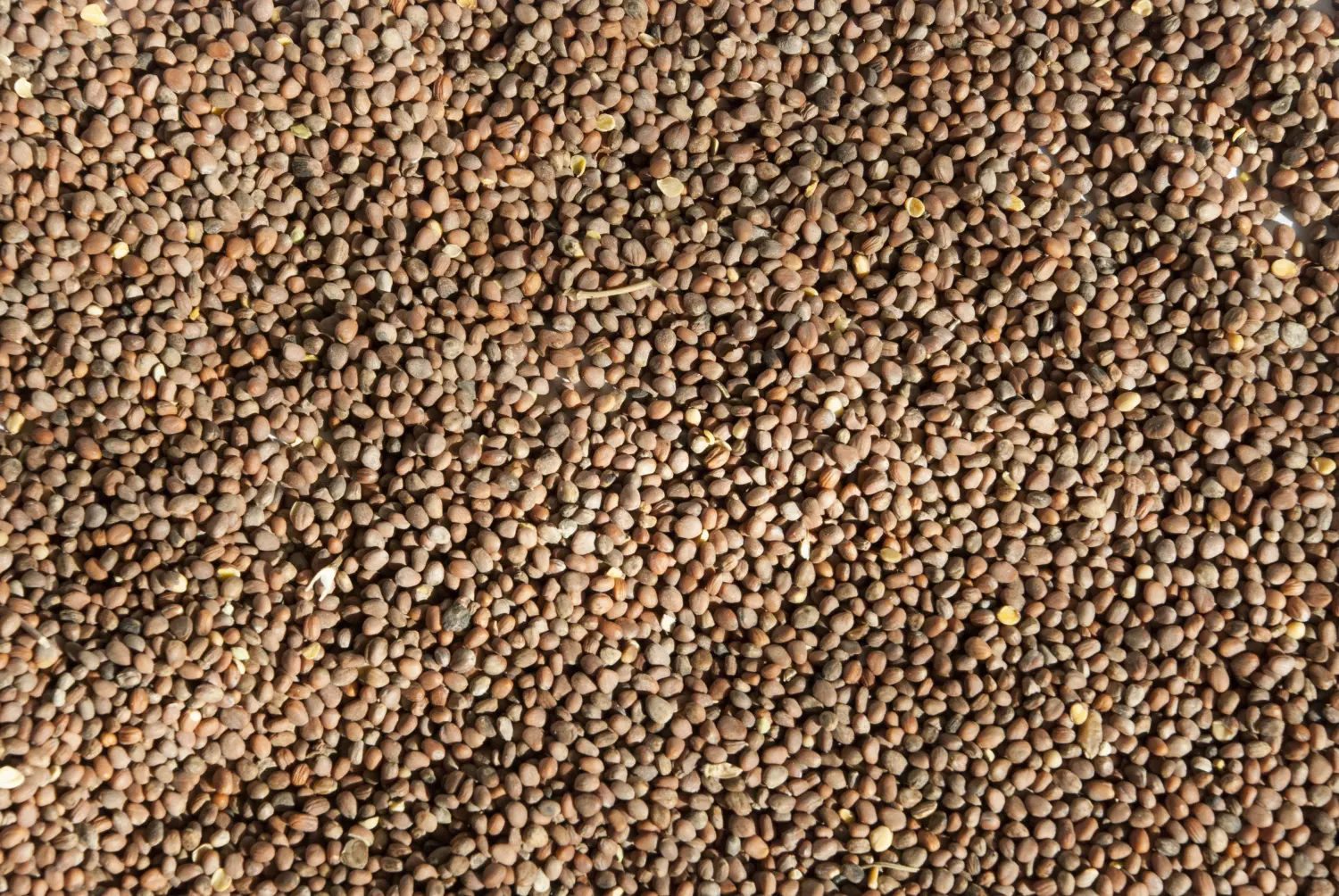 Сидерат Редька, 0,5 кг