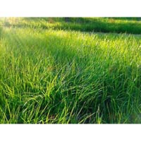 Не знаете, как восстановить истощенную почву на участке? Нужно просто посадить сидераты!