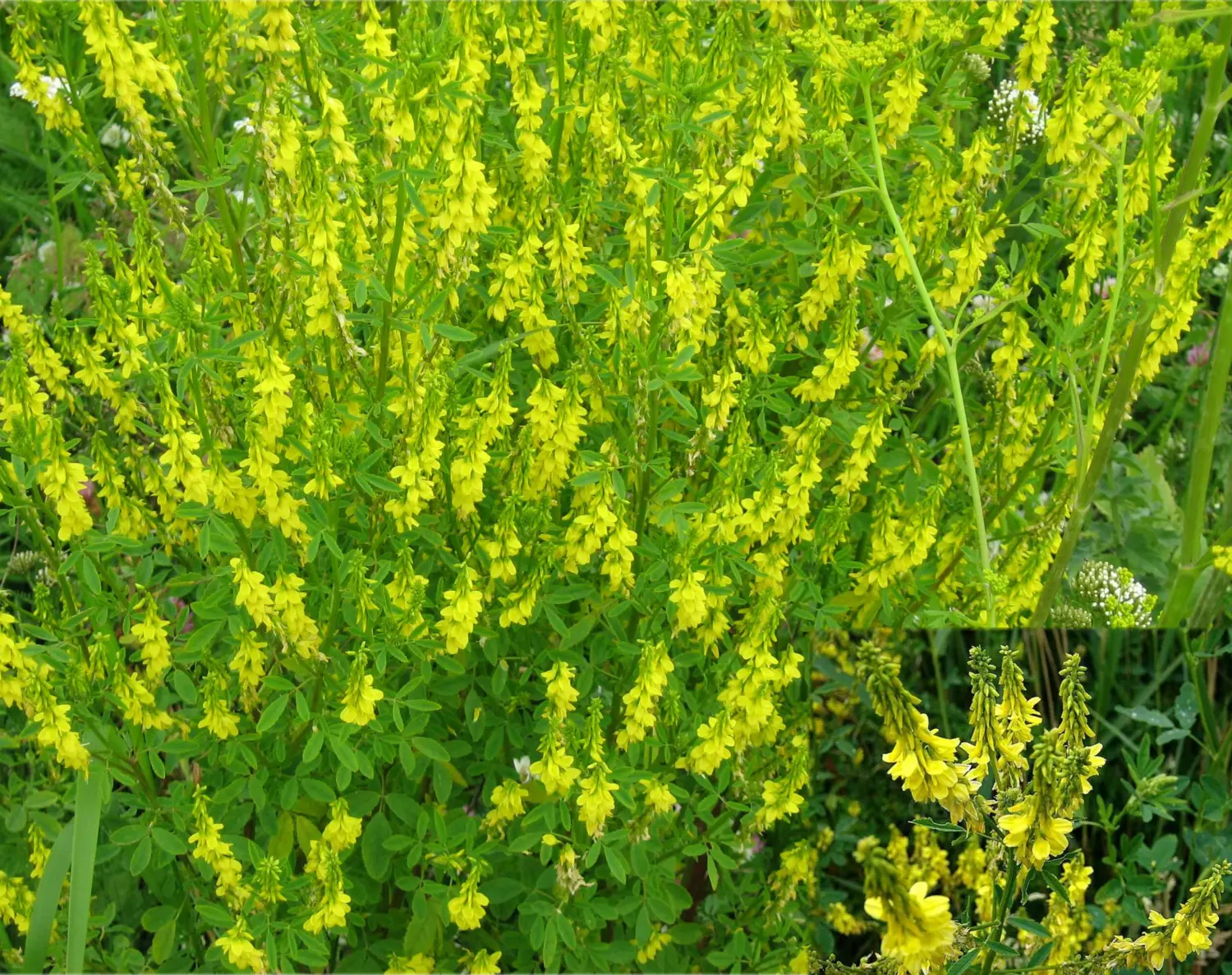 Сидерат Донник желтый, 0,5 кг