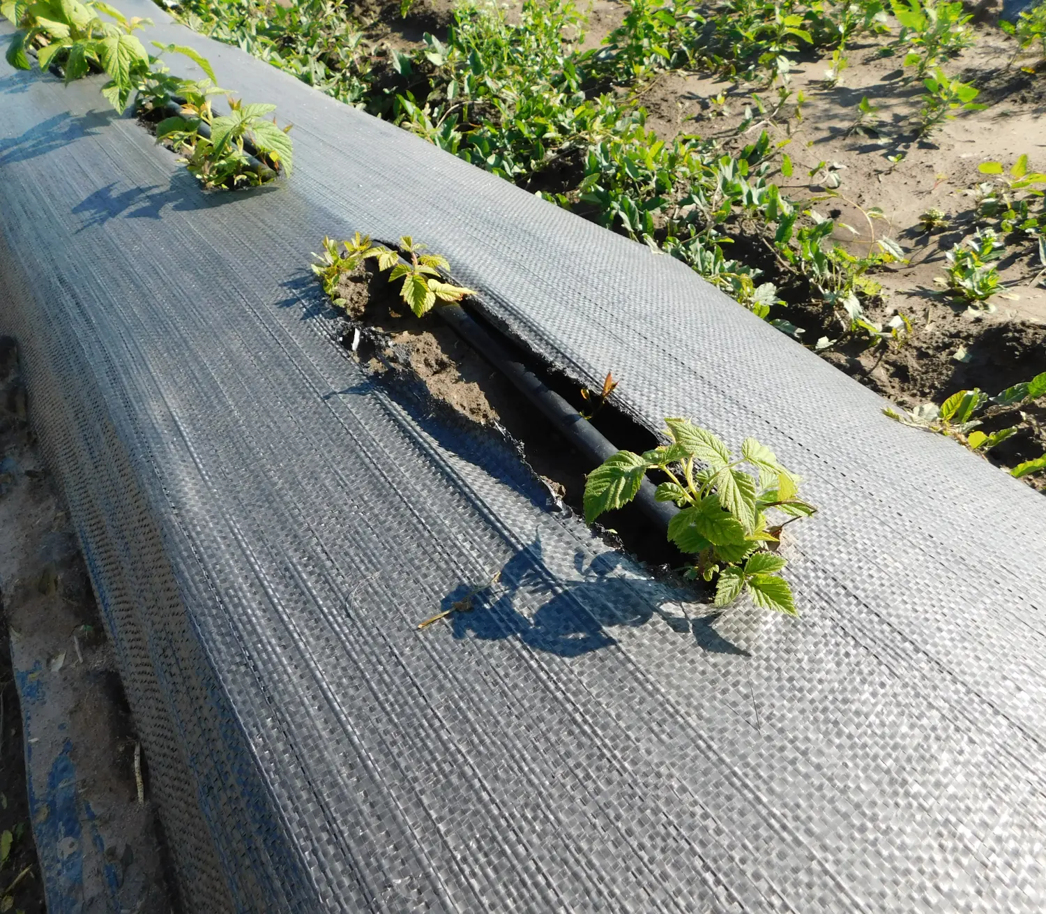 Агротекс Геоткань 100, Черный, 4,2*100 м, рул