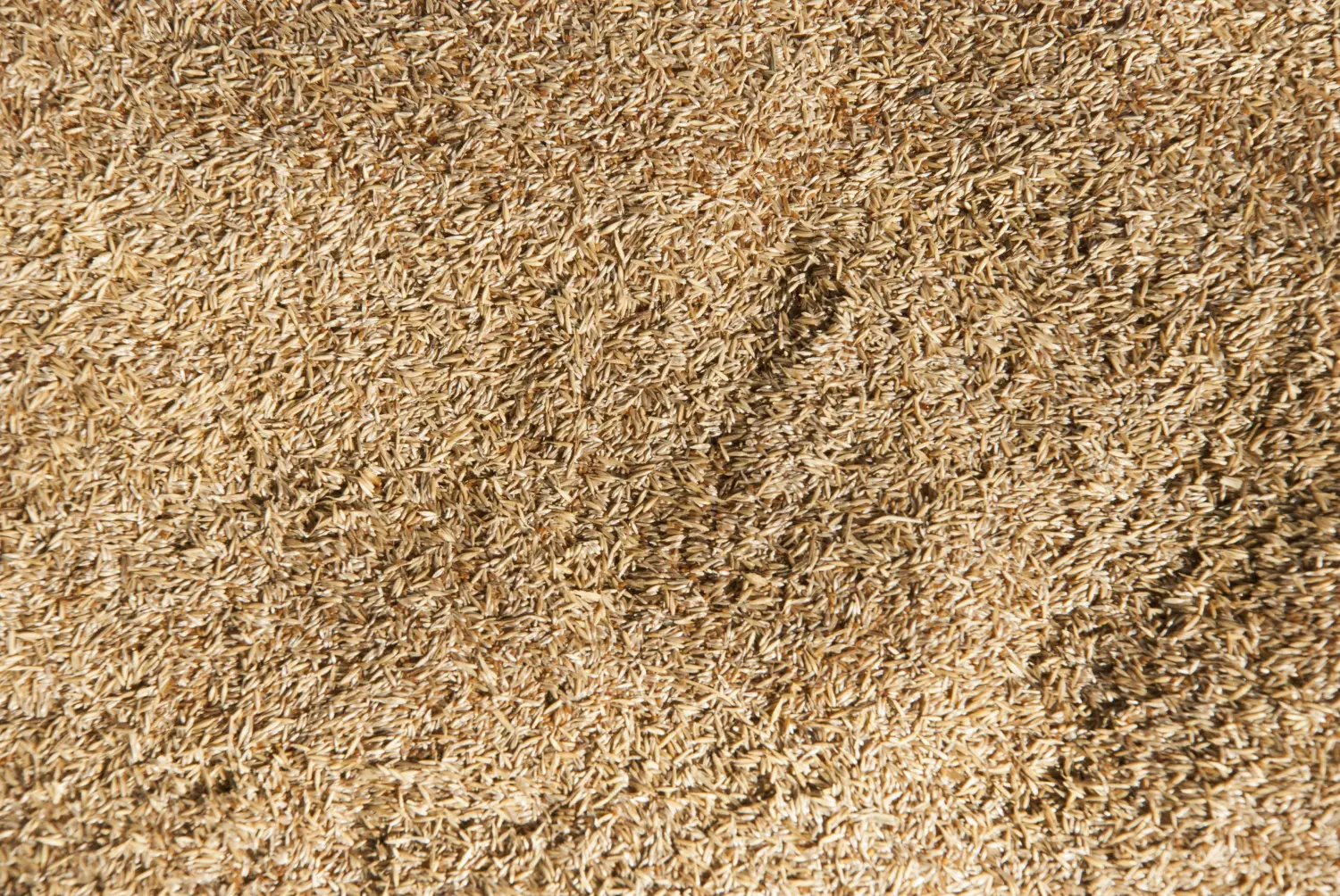 Сидерат Полевица, 0,2 кг