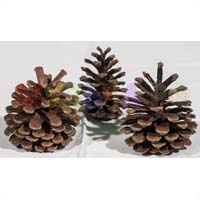 Крупные шишки для эстетичного мульчирования