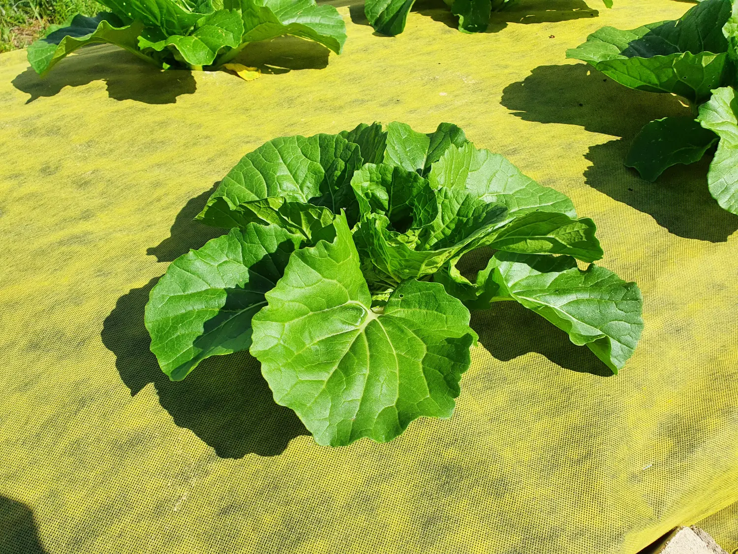 Агротекс двойная защита Желто-чёрный 80, 1,6*5 м, уп