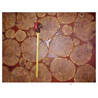 Декор из спилов подойдет не только для приусадебного участка