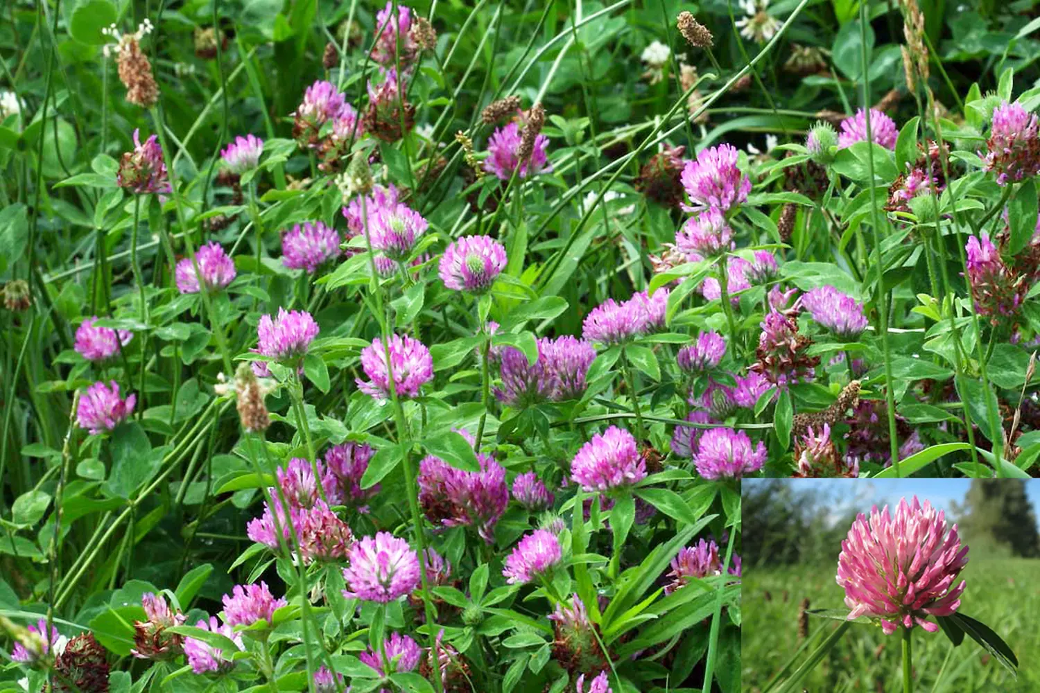 Сидерат Клевер красный-луговой, 0,5 кг