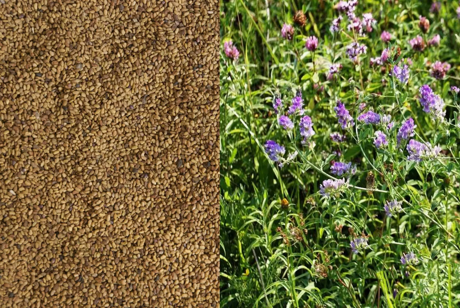 Сидерат Люцерна, 0,5 кг