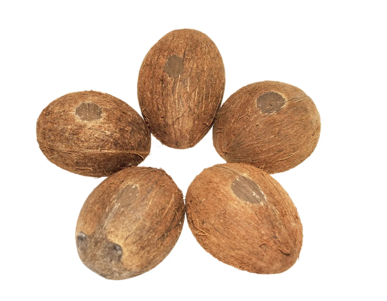 FM Скорлупа кокосового ореха с отверстием (половинка) домик для грызунов, шт