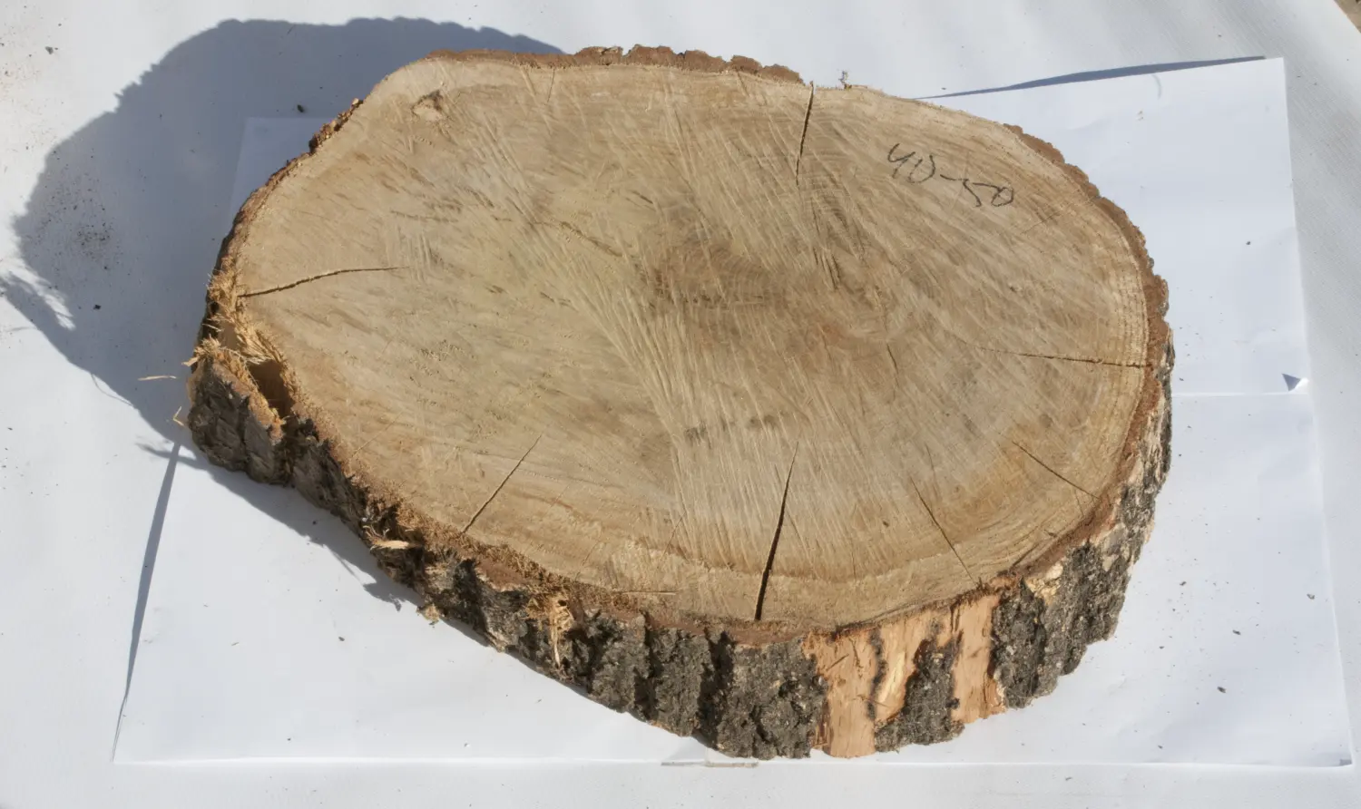 Спил дуб шлифовка СДШ1, (Ø 40-50см, h 8-10см), шт