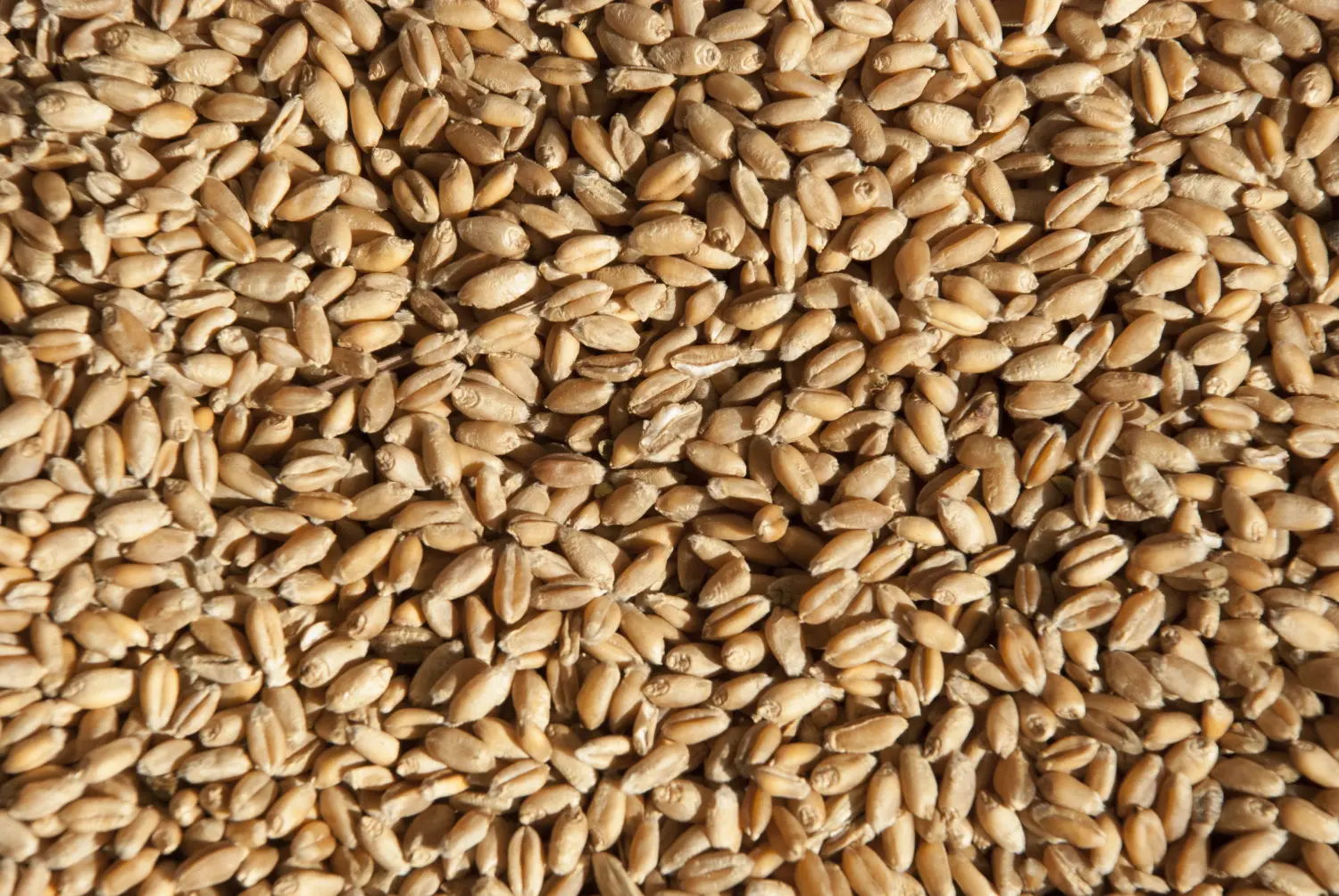 Сидерат Пшеница, 1,0 кг