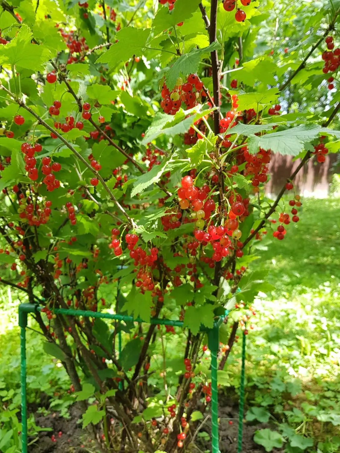 Кустодержатель квадратный композитный, 75 * 75 * h 90 см, уп