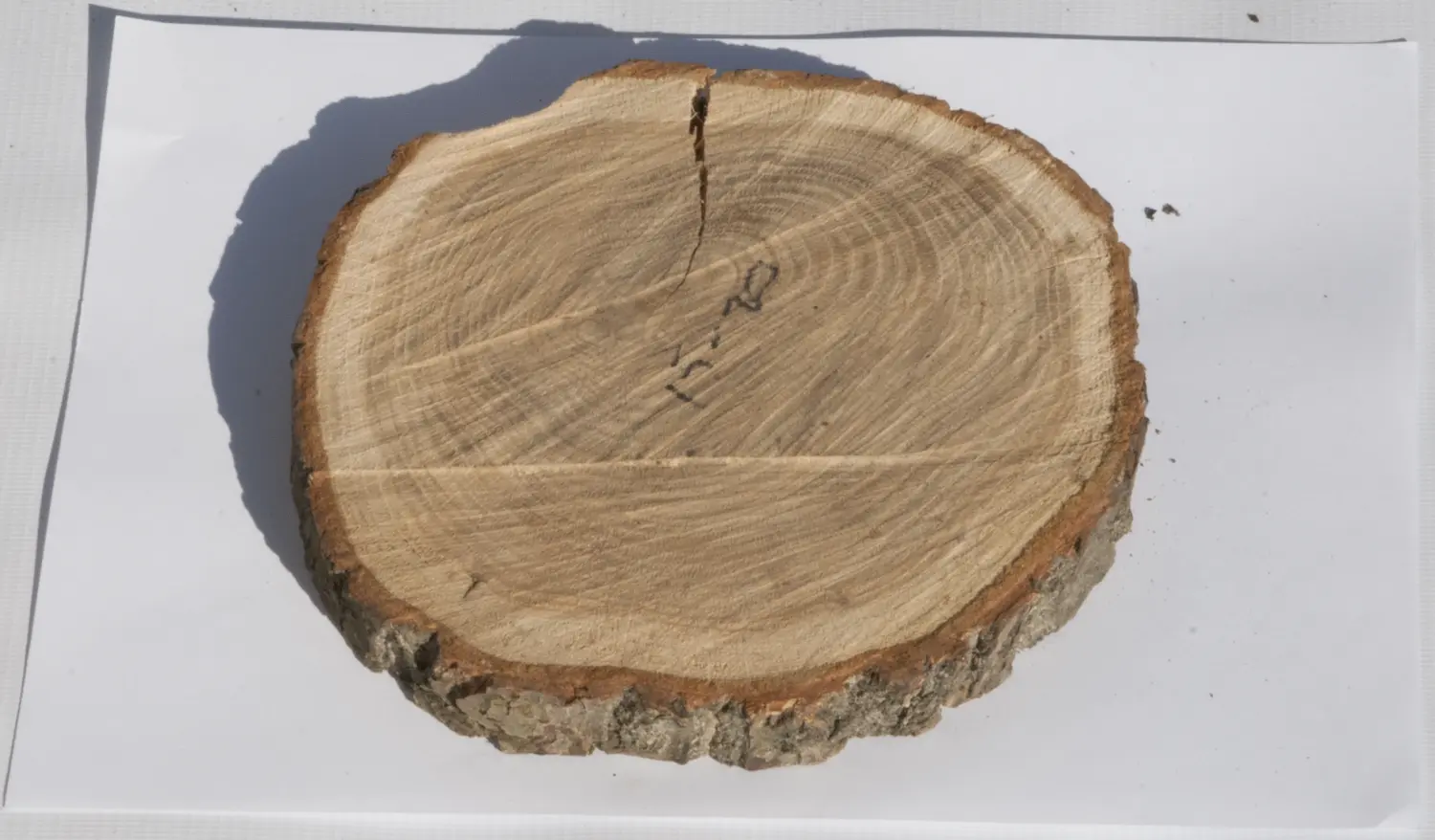 Спил дуб шлифовка СДШ1, (Ø 15-20см, h 3cм), шт