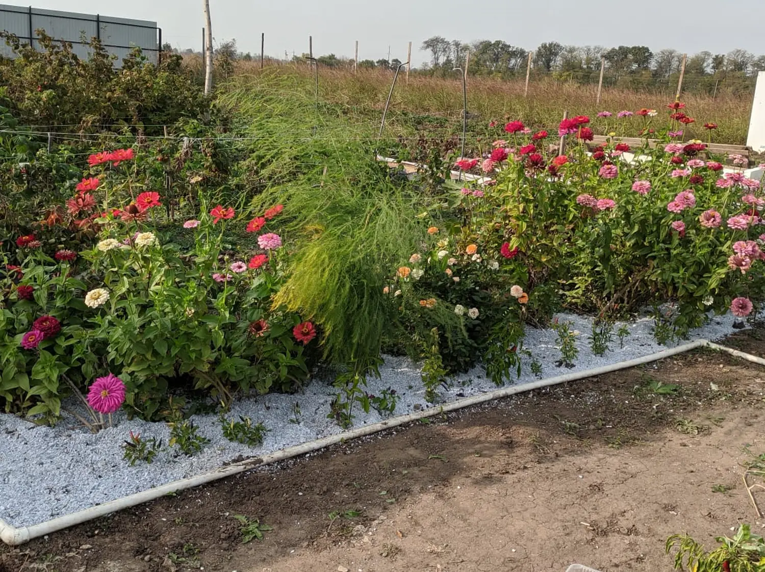 Мульча целлюлозная сухая (разнофракционная), 50 л, 20 кг 