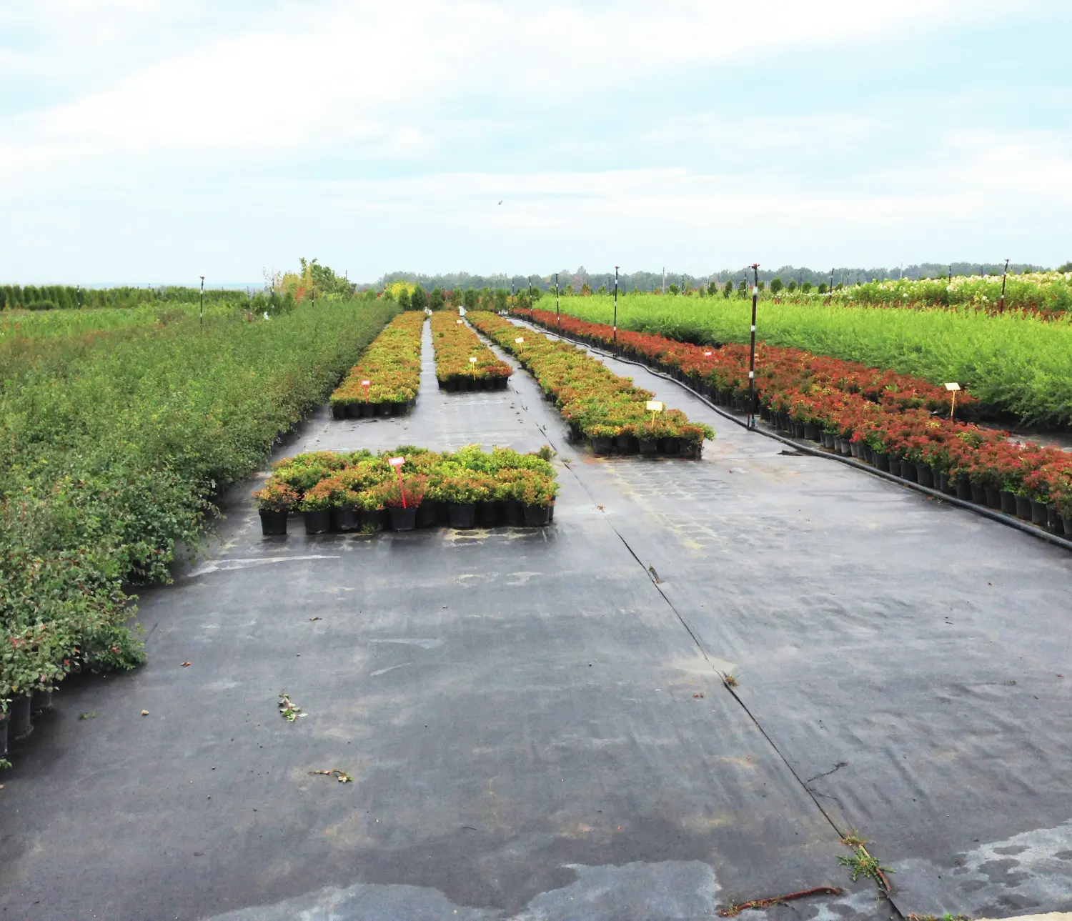 Агротекс Геоткань 150, Черный, 4,2*100 м, рул.