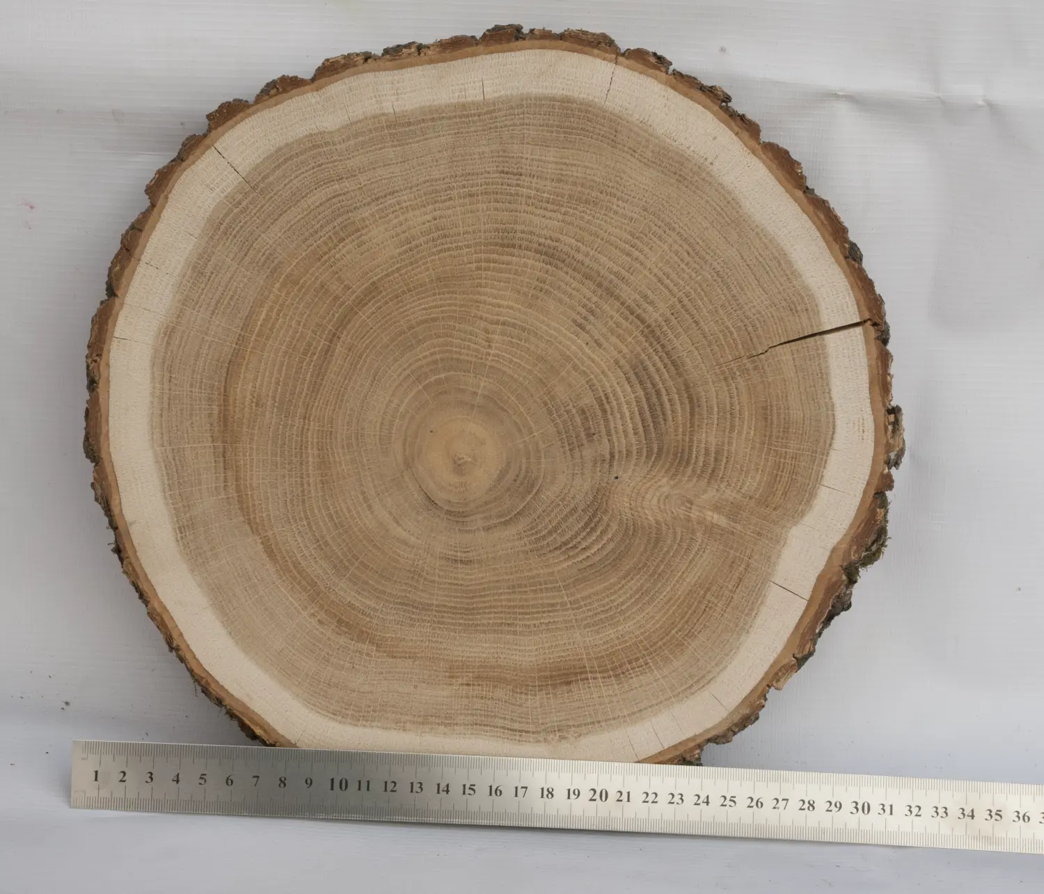 Спил дуб шлифовка СДШ1, (Ø 30-35см, h 3см), шт