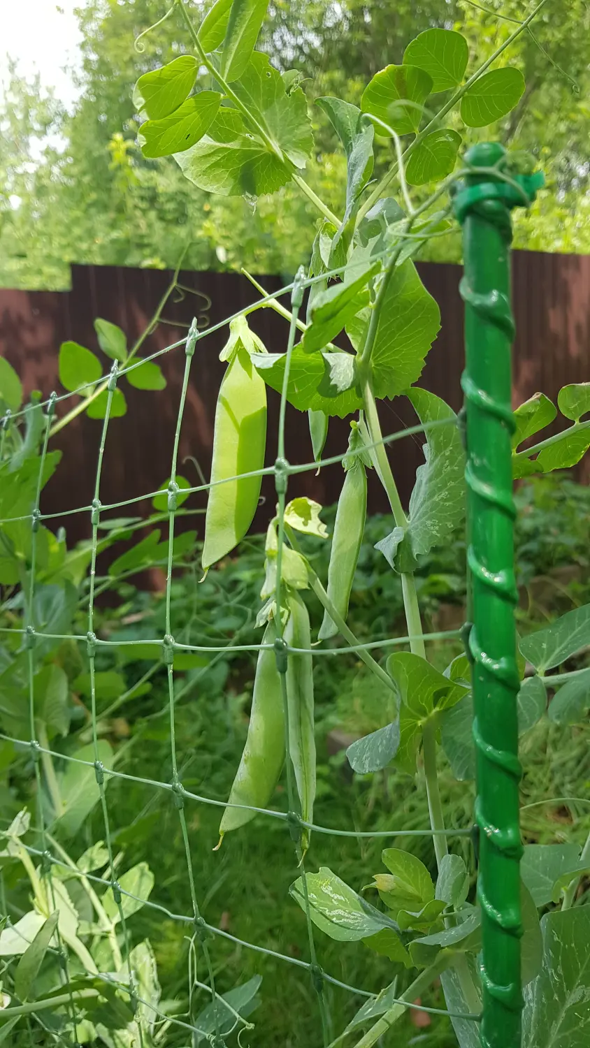 Шпалера для гороха (сетка в комплекте), композитная,  200 * h 100 cм, уп