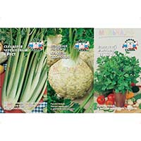 Сельдерей - целебная пряность