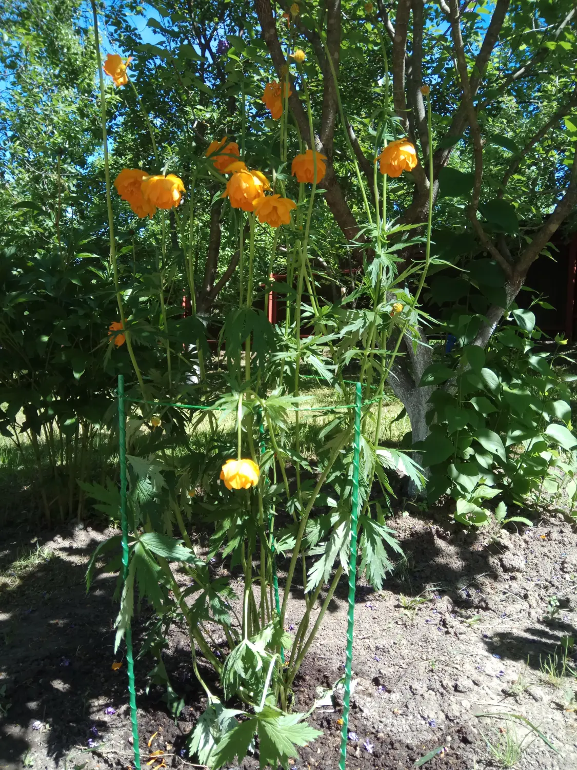 Опора для цветов (круглая), композитная,  h 50 * Ø 25 см, шт