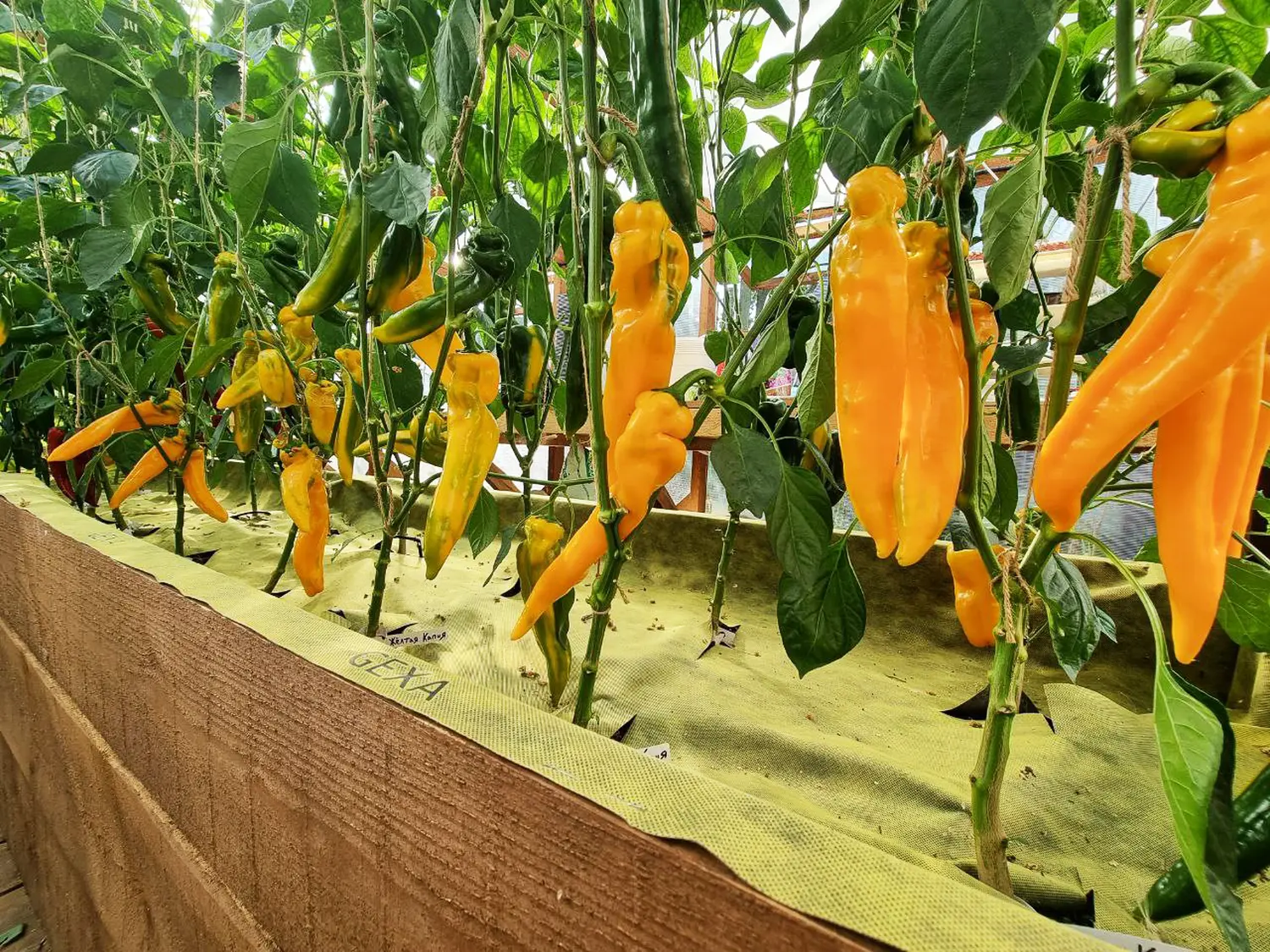 Агротекс двойная защита Желто-чёрный 80, 1,6*5 м, уп