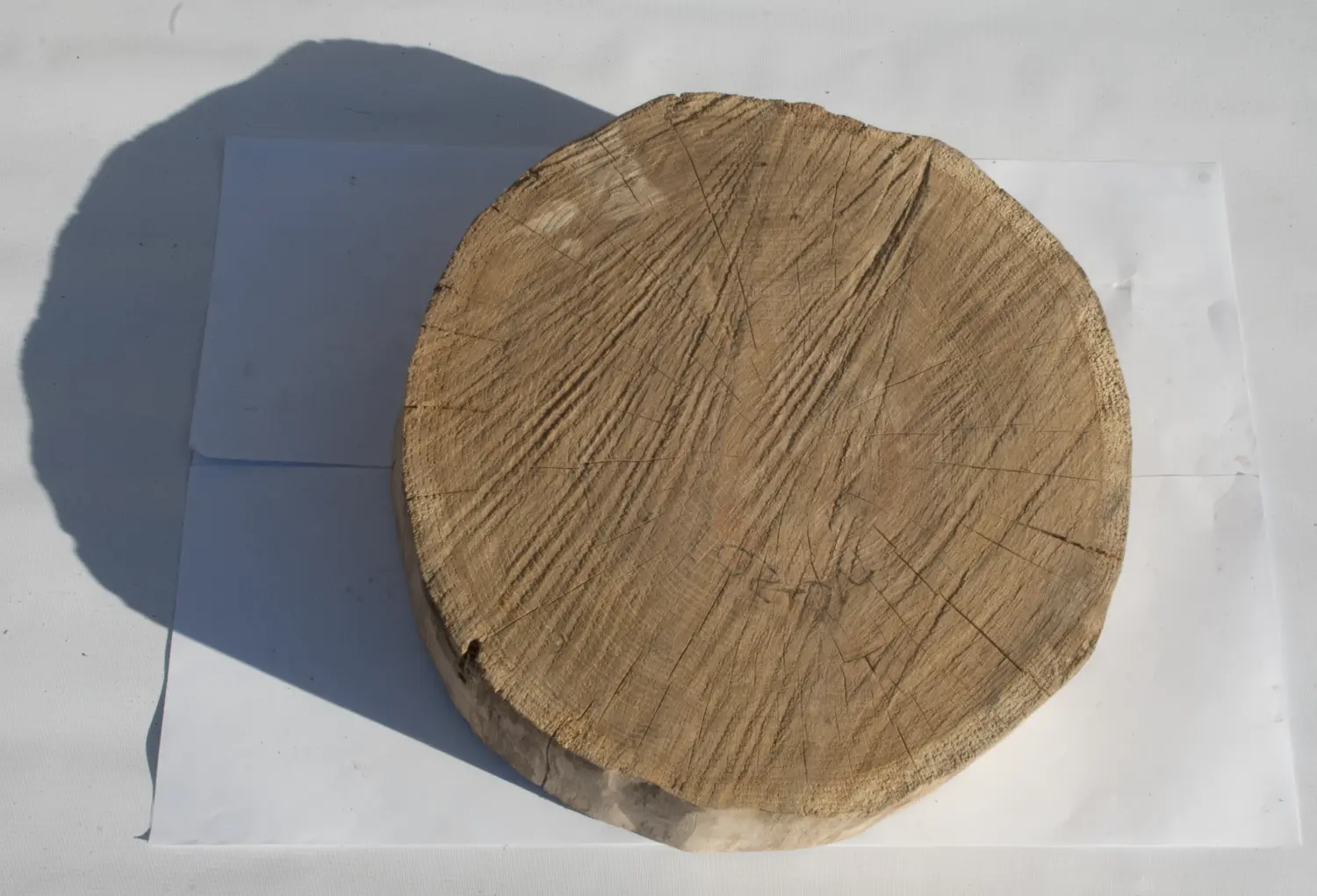 Спил дуб шлифовка СДШ2, (Ø 40-50см, h 8-10см), шт