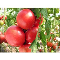 Семена самых лучших сортов томатов - помидоры на любой вкус