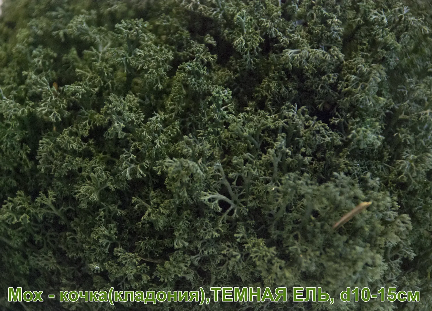 Мох - кочка 'кладония', Темная ель, Ø 10-15 см, шт