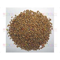 Пшеница может использоваться в качестве сидерата