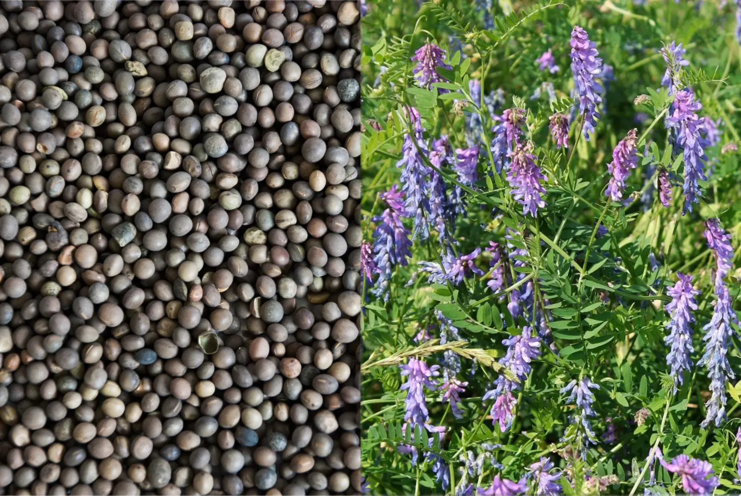 Сидерат Вика, 0,5 кг