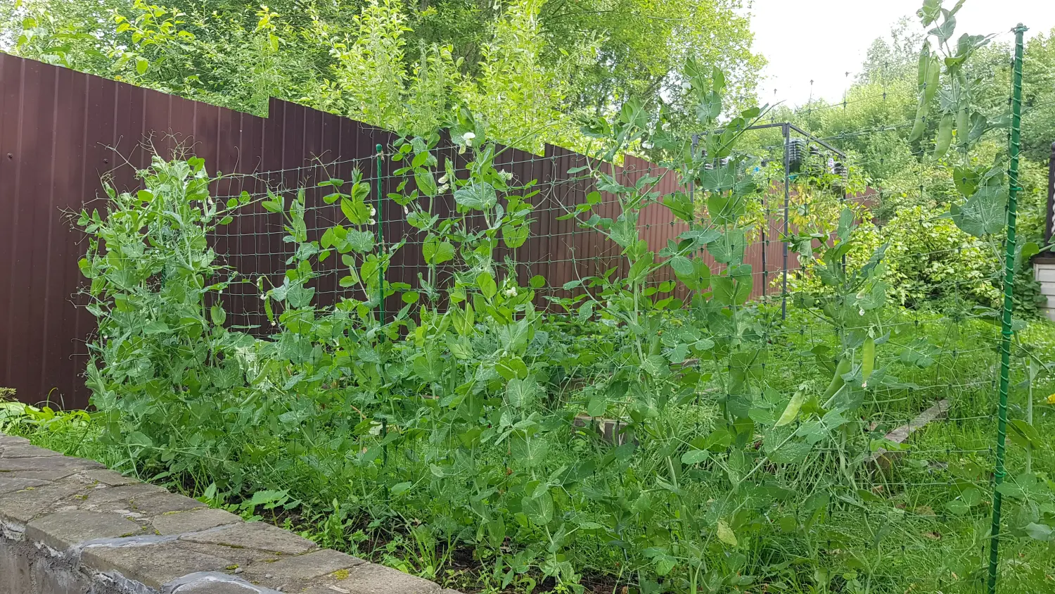 Шпалера для гороха (сетка в комплекте), композитная,  200 * h 100 cм, уп