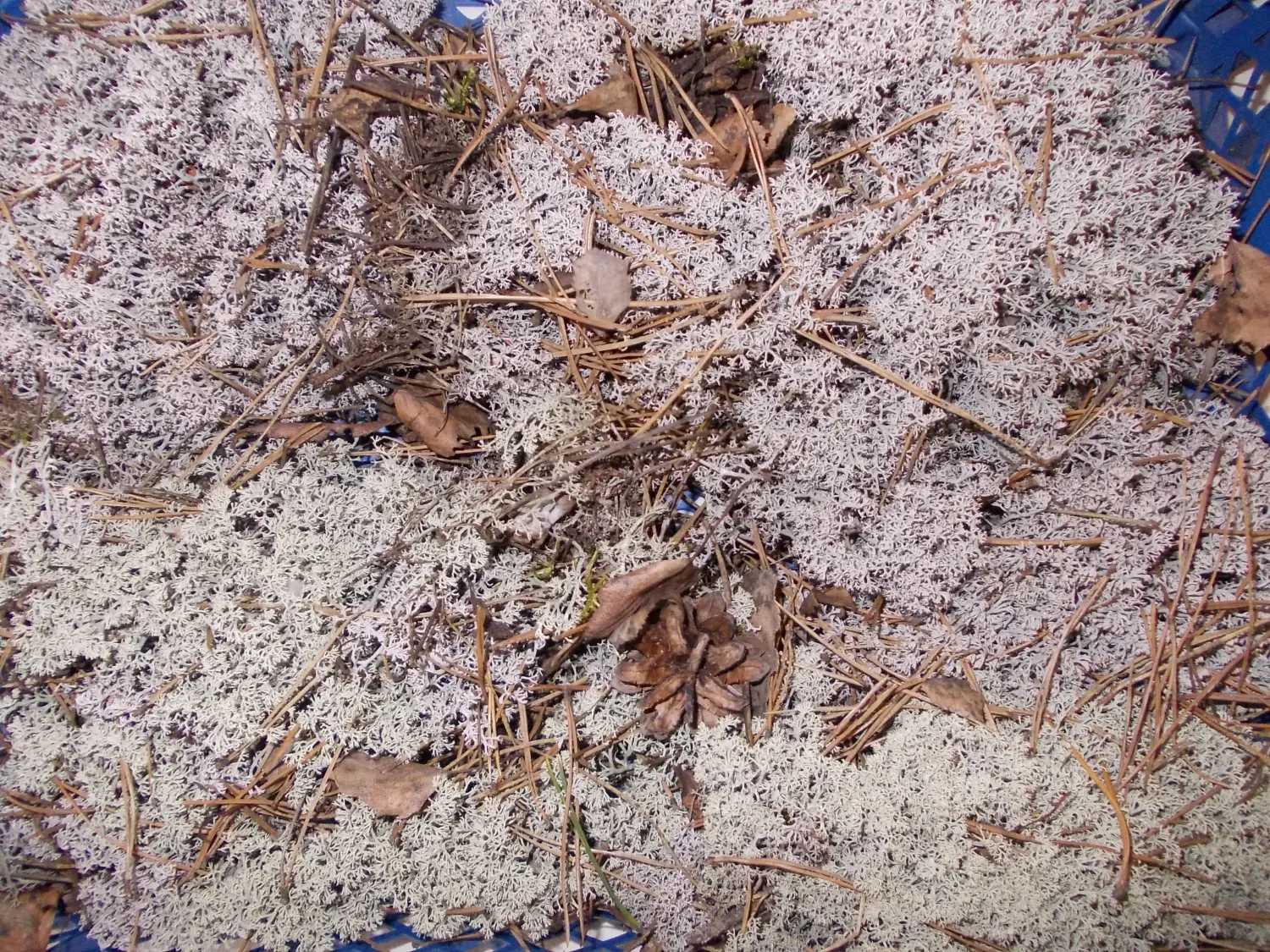 Мох натуральный, зеленый, лоток 30*40 см (без лотка), шт