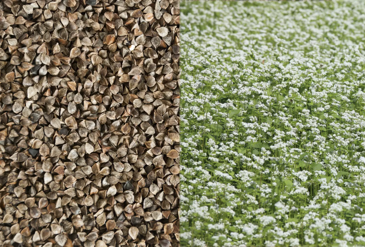 Сидерат Гречиха, 0,5 кг