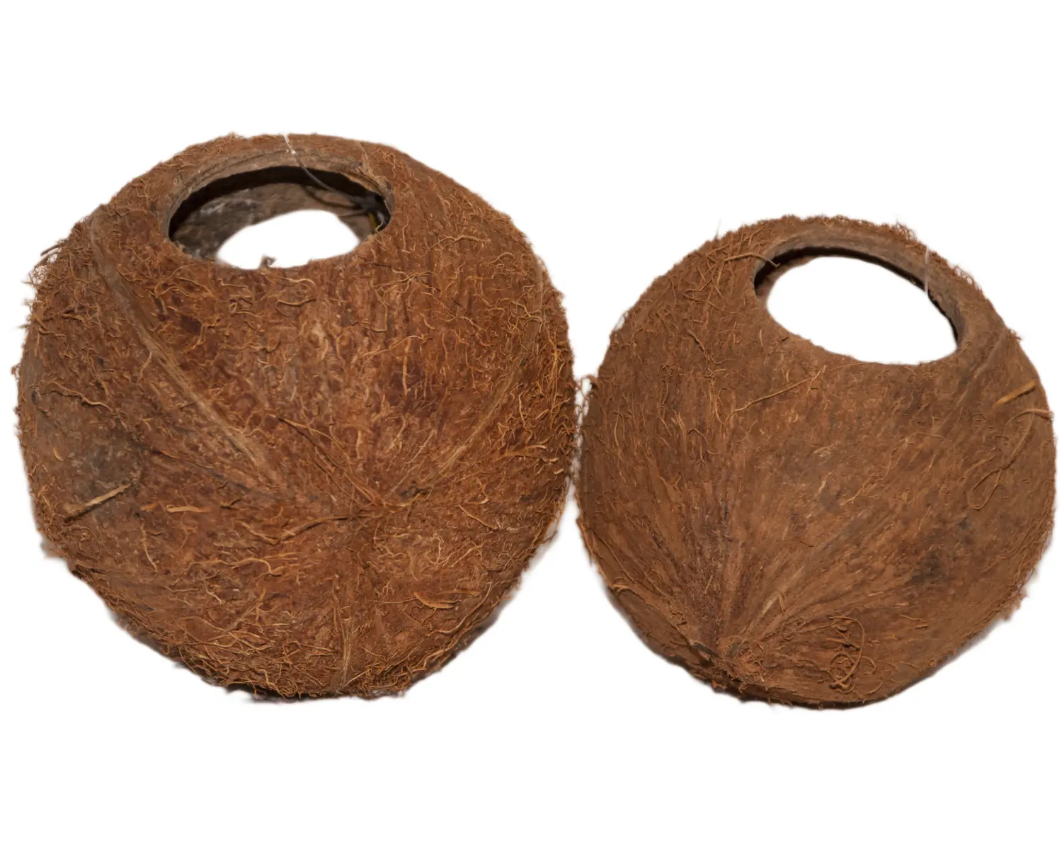 Кокос целый большой с отверстием, шт