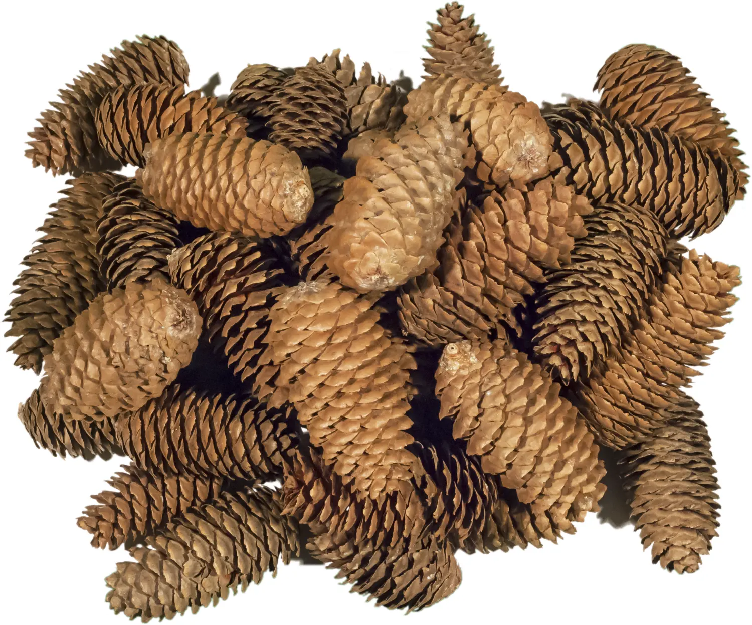 Шишки еловые (200-240 шт), 60 л