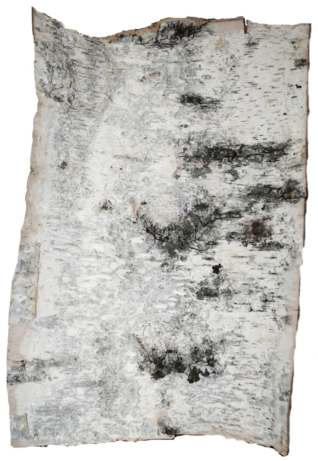 Береста в листах ( ~ 20 x 20 см), шт